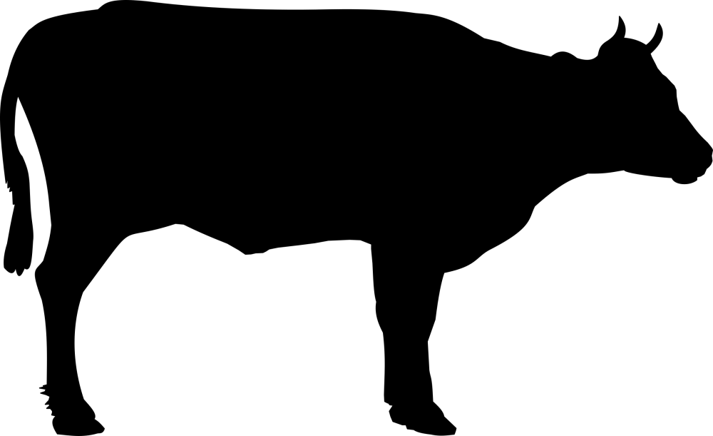 Bœuf 