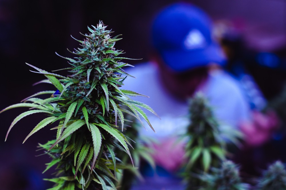 Fleur de cbd c'est quoi ? Avantages, dangers et recommandations pour les commerçants   