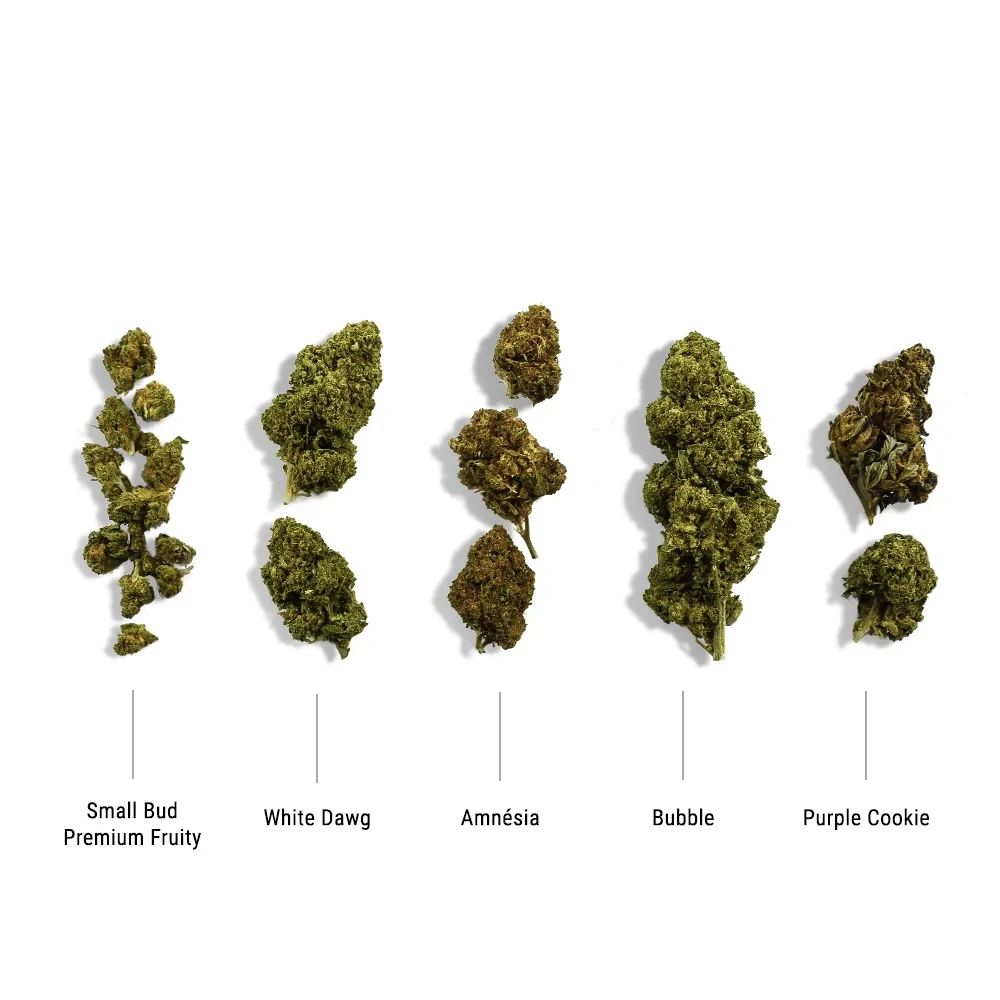 Coffret découverte fleurs CBD - Produit CBD sur Le Marché du CBD